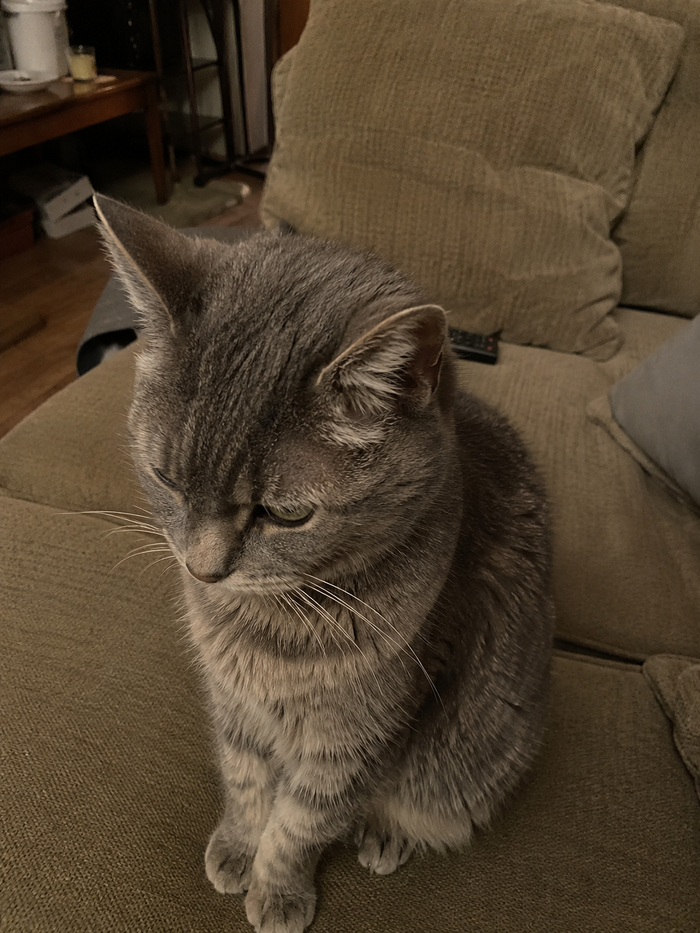 Prima
