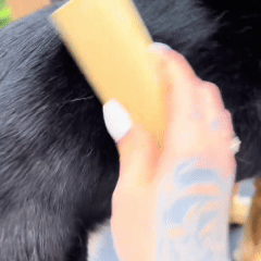 Spazzola Poileo Gatto